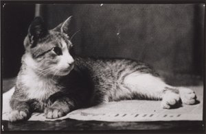 Kočka paní Thomas Eakinsové od Thomas Eakins