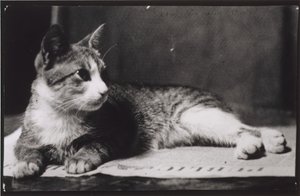 Kočka paní Thomas Eakins, c. 1880-1890. od Thomas Eakins