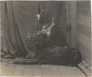 [Pes Thomase Eakinse Harry a další setr], 80. léta 19. století, 80. léta 19. století. od Thomas Eakins