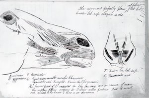 Anatomická studie koňské hlavy bez názvu, 1878. od Thomas Eakins