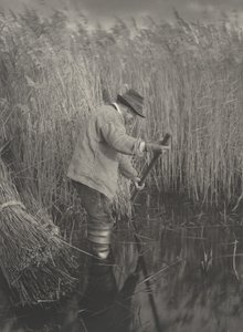 Řezačka rákosu při práci, 1886 (foto)