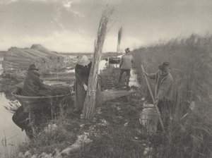 Během sklizně rákosu, 1886 (foto)