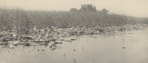 Vodní lilie,1886 (foto)
