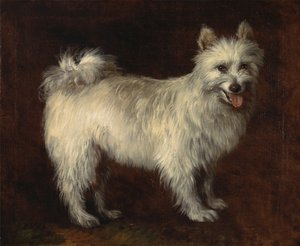 Spitz Dog, Pes, ca. 1765. od Thomas Gainsborough