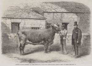 77. vévodkyně kapitána Guntera, kráva první ceny na výstavě Royal Agricultural Society v Leedsu od Thomas Harrington Wilson