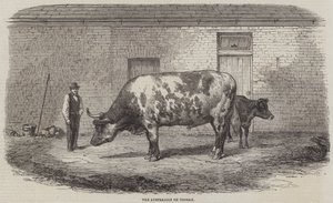 Australský Ox Tooran od Thomas Harrington Wilson