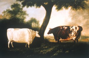 Dva krátkorohý dobytek od Thomas Harrington Wilson