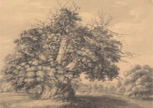 Chestnut Tree v Little Wymondley, Hertfordshire od Thomas Hearne