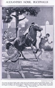 Alexandrův kůň Bucephalus: kůň byl leskle černý s bílou hvězdou na čele, cca 1950 (litografie) od Thomas Heath Robinson