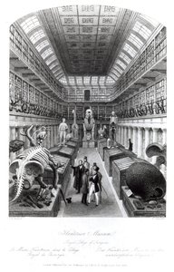 The Hunterian Museum, ilustrace k "Londýnským interiérům", rytina Edwarda Radclyffa, asi 40. léta 19. století od Thomas Hosmer Shepherd