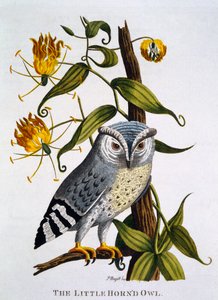 Little Horned Owl, z „Indické zoologie“, vydané v roce 1790 od Thomas Pennant