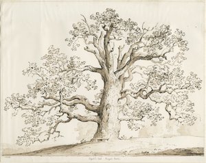 Blithfield - Squitch Oak: pero a mytí, 1837 od Thomas Peploe Wood