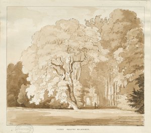 Ingestre - studie stromů: kresba sépie, nd [?1838] (kresba) od Thomas Peploe Wood