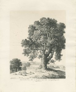 Shugborough Park - Ash Tree: kresba perem a tuší od Thomas Peploe Wood