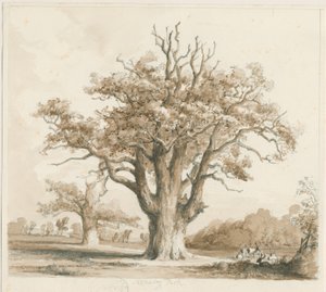 Teddesley Hall - Oak Trees: kresba tužkou a lavírováním, nd [listopad 1842] od Thomas Peploe Wood