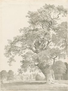 Tixall - Oak Tree: pero a lavírovaná kresba od Thomas Peploe Wood