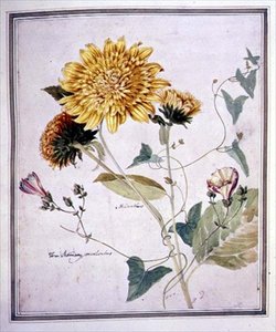 Helianthus a Convolvulus (akvarel na papíře)