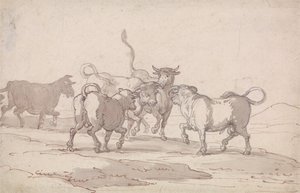 Skupina pěti býků, kteří se chystají k boji od Thomas Rowlandson