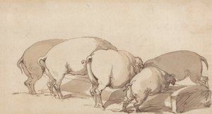 Pigs at a Trough, cca 1790 (grafit s perem a inkoustem a hnědý lavír na papíře) od Thomas Rowlandson