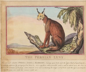 Sada osmi listů s titulní stranou. „Zahraniční a domácí zvířata.“  7.  Perská rysice od Thomas Rowlandson