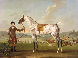 Scipio, strakatý lovec plukovníka Roche, kolem roku 1750