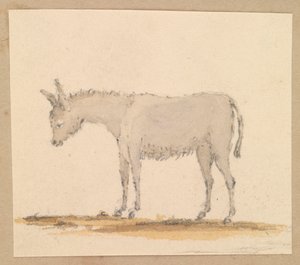 Studie osla, asi 1820 (pero a tuš, wash, akvarel) od Thomas Streatfeild