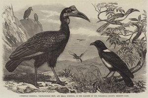 Habešský zoborožec, vranka bělokrká a zoborožec malý v zahradách Zoologické společnosti v Regent