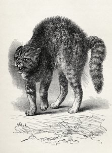 Kočka vyděšená psem, z knihy Charlese Darwina „Výraz emocí u člověka a zvířat“, 1872 (litho)