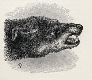 Hlava vrčícího psa, z knihy Charlese Darwina „Výraz emocí u člověka a zvířat“, 1872
