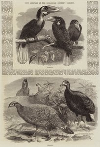Nové příjezdy do zahrad Zoologické společnosti od Thomas W. Wood