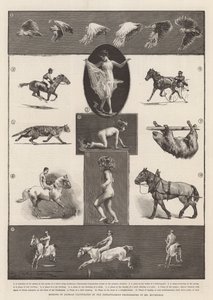 Pohyby zvířat ilustrované okamžitými fotografiemi pana Muybridge od Thomas Walter Wilson