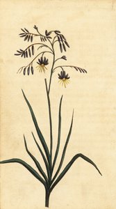 Skalní květ z Nového Jižního Walesu, Austrálie. ,1800 (rytina)