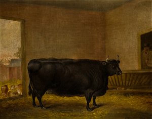 A Prize Bull: A Fat Kerry Cow, kolem roku 1819 (olej na plátně)