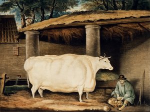 Krátká rohatá jalovice, vyryl William Ward, Dartington, 1811 (barevná rytina)
