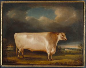Kometa, lehký grošovaný býk s krátkým rohem v krajině, 1811