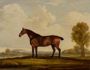 Georgiana: Kůň, kolem roku 1819 (olej na plátně) od Thomas Weaver