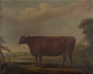 Red Devon Heifers in landscape, c.1812 (olej na plátně)