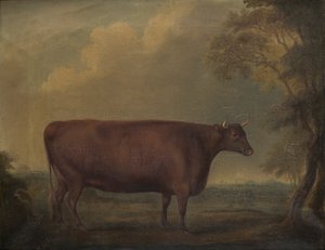Red Devon Heifers in landscape, c.1812 (olej na plátně)