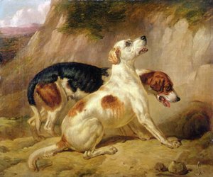 Fox Hounds, Fox odešel na Zemi