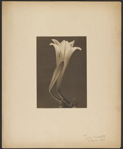 č. 1. od Tina Modotti