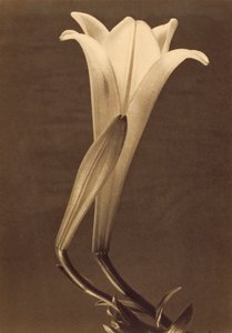 Platinový tisk Lily od Tiny Modotti od Tina Modotti