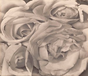 Roses, Mexico od Tiny Modotti od Tina Modotti