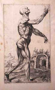 Anatomická studie, Domenico Maria Bonavera (nar. 1640) (lept a suchá jehla)