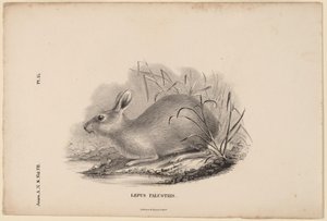 Zajíc bažinný od Titian Ramsay Peale