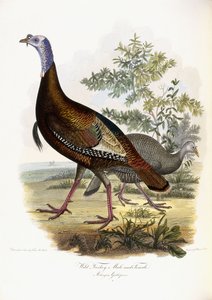 Divoké Turecko, muž a žena, 1808-1814 od Titian Ramsey Peale