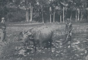 Pěstování rýže, 1924