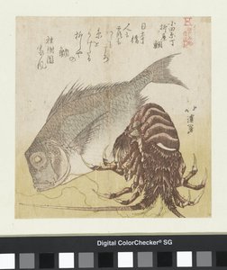 Mořský okoun z Yanagiya v Odawara Chô Odawara Chô Yanagiya tai (titul na předmětu) Slavné produkty od Edo (název série) Edo meibutsu (název série na objektu) od Totoya Hokkei