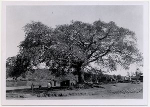 Strom s široce rozprostřenou korunou před vesnickou zdí, Axum, Etiopie, fotografie Ugo Monneret de Villard