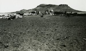 Pohled na archeologickou oblast Naqa s dromedáry a dobytkem, Súdán, fotografie Ugo Monneret de Villard od Ugo Monneret de Villard