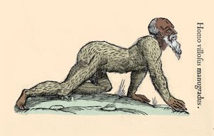 Monster Creature: chlupatý muž chodící po všech čtyřech. Talíř podle Ulisse Aldrovandiho (1522-1605), “” Monstrorum Historiae””, Bologna 1642 Milanese .